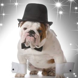 Bulldogs from Nee Nee's Bulldogs