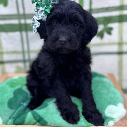 Lennox - Black female Goldendoodle puppy in Rising Sun, Indiana from Ruby Lane Doodles
