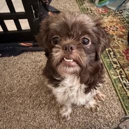 Hershey - Shih Tzu