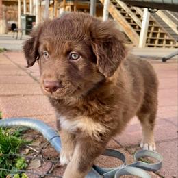 Rusty - Red tri-color male Australian Shepherd puppy in Thornton, Colorado from 303 Aussies