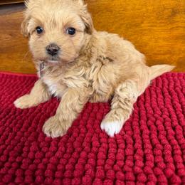 Iyla - Apricot female Maltipoo puppy in Lawrenceburg, Tennessee from LUV Poodles and Maltipoos