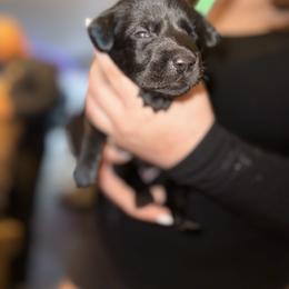 Millie, Green collar, female - Black female Labrador Retriever puppy in Moore, Oklahoma from Okiehuntinboyz Labrador Retrievers