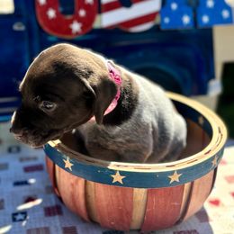 German Shorthaired Pointer Puppies from MaggieMae Andersen