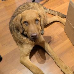Echo - Chesapeake Bay Retriever