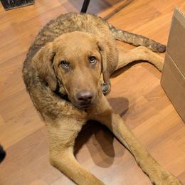 Echo - Chesapeake Bay Retriever
