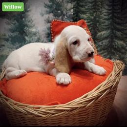Willow - Lemon and white female Basset Hound puppy in Hodges, South Carolina from Blooming Basset