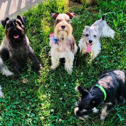 Miniature Schnauzers from Starfire Schnauzers