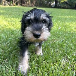 Finn - Salt and pepper male Miniature Schnauzer puppy in Winterville, Georgia from Patty’s Little Pups