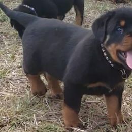 Rottweiler Puppies from Vom Haus Jonas Rottweilers