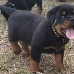 Rottweiler Puppies from Vom Haus Jonas Rottweilers