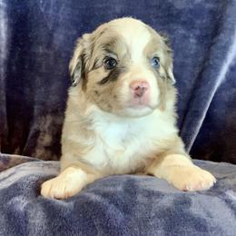 Miniature Australian Shepherd Puppies from Rowdy Ranch Tx