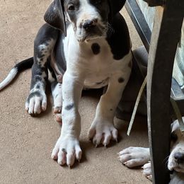 Orca - Harlequin male Great Dane puppy in Gastonia, North Carolina from Stonebrook Gentle Giants
