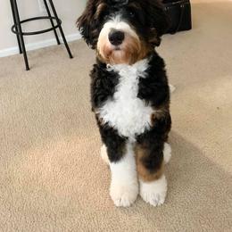 Bernedoodle All Grown Up from Backwoods Bernedoodles