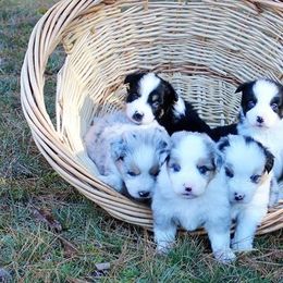 Australian Shepherd and Miniature Australian Shepherd Puppies from Ross Ranch Mini and Standard Aussie's