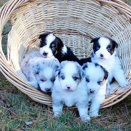 Australian Shepherd and Miniature Australian Shepherd Puppies from Ross Ranch Mini and Standard Aussie's
