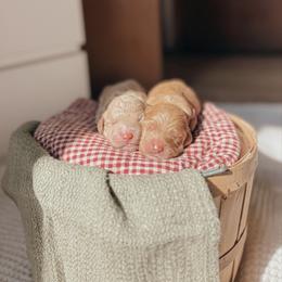 Male Pick Spot 4 - Red  male Goldendoodle puppy in Yukon, Oklahoma from Bows & Ties Doodles