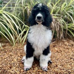 Mahi - Parti male Poodle puppy in Harpers Ferry, West Virginia from Oso Perfect Poodles and Doodles