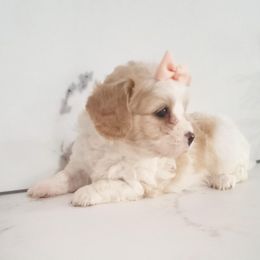 Macy - Tan and white female Cavachon puppy in Millersburg, Ohio from My Furry Friends