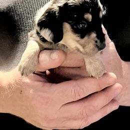 Dachshund Puppies from GypsyDox