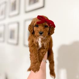 Peaches - Red female Cavapoo puppy in Colcord, Oklahoma from Copper Lane Aussies, Doodles & Cavapoos