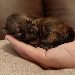 Pomeranian Puppies from Triple P Babies/Pampered Pom Pom babies
