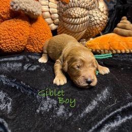 Giblet - Red  male Goldendoodle puppy in Rockville, Minnesota from Bracha Poodles & Doodles