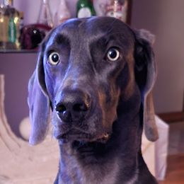 Love - Weimaraner
