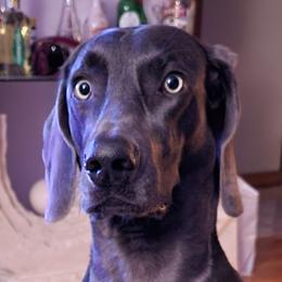 Love - Weimaraner