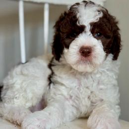 Red - Parti male Goldendoodle puppy in Hesperia, Michigan from Red Acres Poodles & Doodles