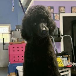 Red boy - Phantom male Poodle puppy in Edgerton, Wisconsin from ERSA Acres Golden Retrievers...limited registration only offered, AKC Moyen and Miniature Poodles