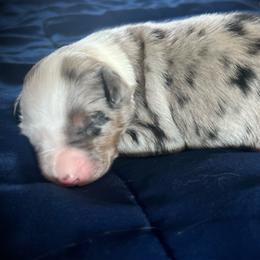 Ross - Blue merle male Miniature Australian Shepherd puppy in Bethany, Illinois from Rachel at Marrowbone Creek Aussies