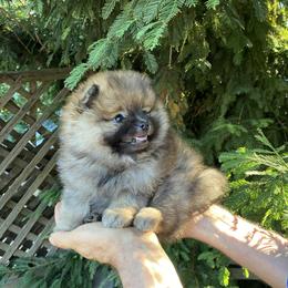 Camila - Orange sable female Pomeranian puppy in Citrus Heights, California from Yev and Marina's Pomeranians (AKC)