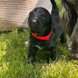 MT Nest's Jesse James - Black male Goldendoodle puppy in Clyde, Texas from MTNest Doodles