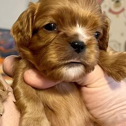 Benjamin - Orange Boy - Ruby male Cavalier King Charles Spaniel puppy in Little Rock, Arkansas from Montra Japanese Chin & Cavalier King Charles Spaniels