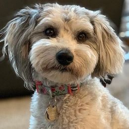 Aussiedoodles from Aussiedoodle Sky