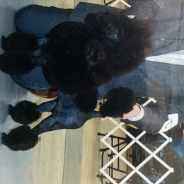 Ella - Poodle