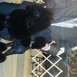 Ella - Poodle