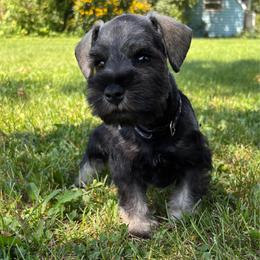 Gus - Salt and pepper male Miniature Schnauzer puppy in Maynard, Minnesota from Linda Maus