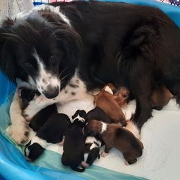 English Shepherd Puppies from Tranquil Morning Farm