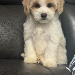 Baby Pink - Parti female Maltipoo puppy in Berea, Kentucky from Blair’s Furry Friends