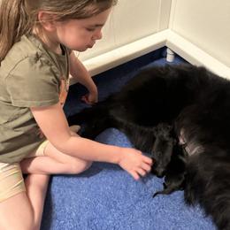 Blue - Black male Belgian Sheepdog puppy in Franklin, West Virginia from Wildmour K9