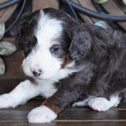 Boy 1 - Blue merle male Aussiedoodle puppy in Lawton, Oklahoma from Lindsey’s Aussies