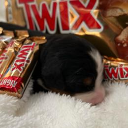 Twix - Tri-color female Bernese Mountain Dog puppy in Gardner, Kansas from Faith and Family Farm