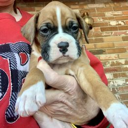 Boxer Puppies from Blueberry Hill Boxers