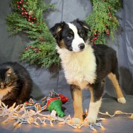 Steele - Black male Miniature American Shepherd puppy in Clinton, Missouri from Mockingbirds American Minis