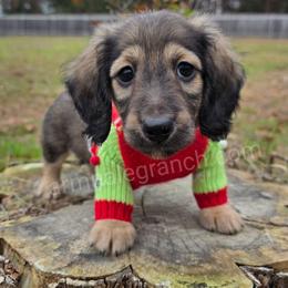 G2 - Black and cream male Dachshund puppy in Jacksonville, Texas from ArmnalegRanch LLC