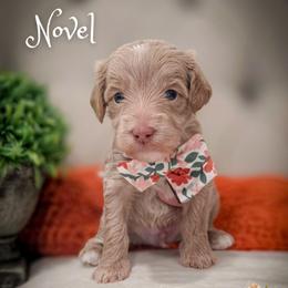 Novel - Apricot male Goldendoodle puppy in Cleveland, Tennessee from Edgewater Doodles & Designer Pups