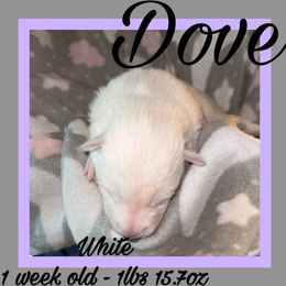 Dove - White female German Shepherd puppy in Falcon, Missouri from K2D2 Farm