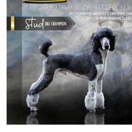 Brody - Poodle