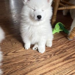 American Eskimo Dog Puppies from Northland Sky Eskies